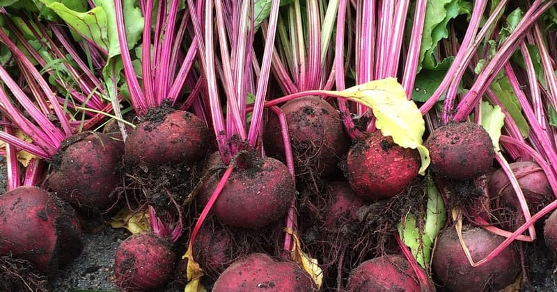 Growing your own survival garden - 7 Easiest vegetables to grow