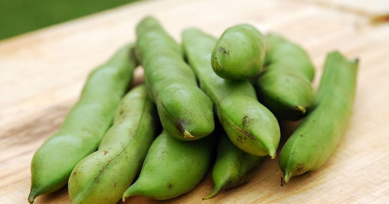 Growing your own survival garden - 7 Easiest vegetables to grow