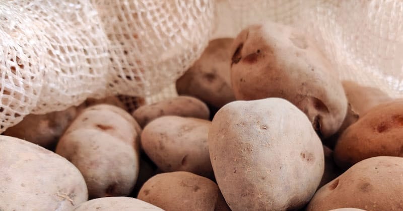 Growing your own survival garden - 7 Easiest vegetables to grow