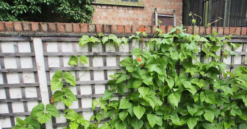 Growing your own survival garden - 7 Easiest vegetables to grow