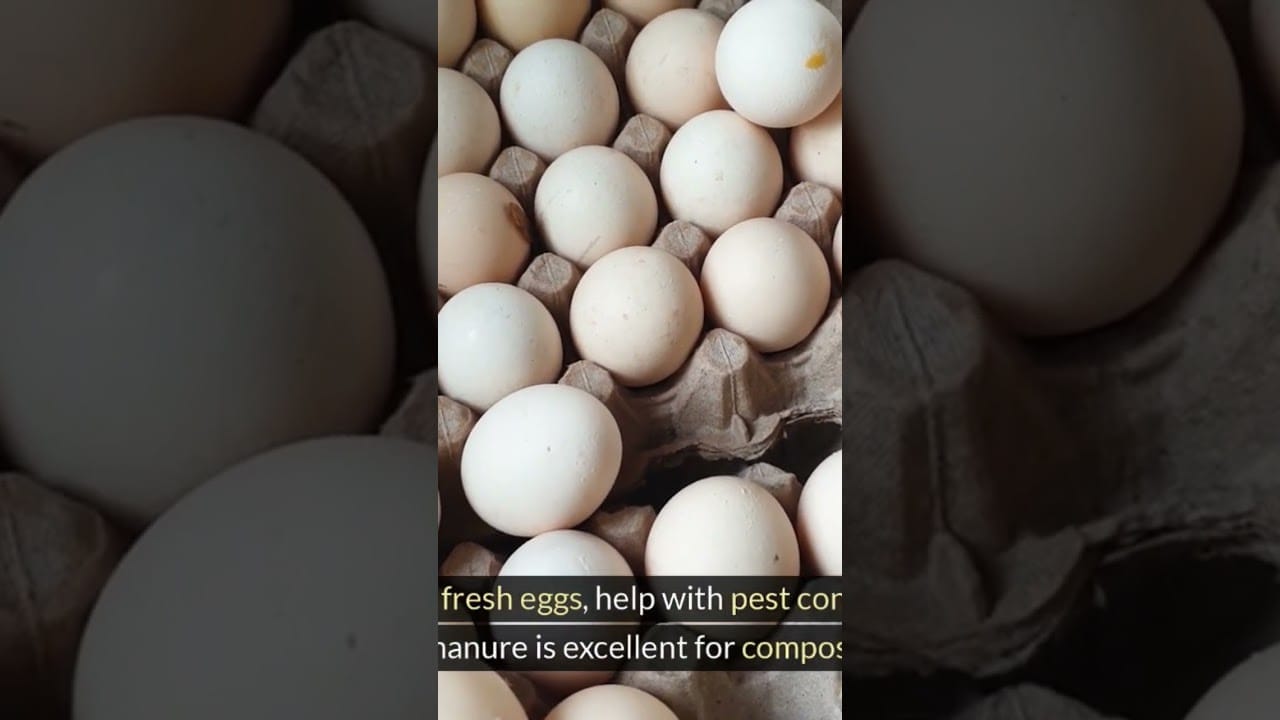 Homesteading Tips And Tricks | #homesteadingtips @SensiblePrepper #prepping101 #prepping