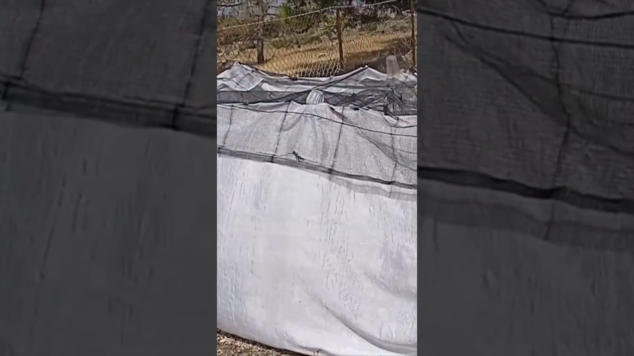 GARDEN TIPS. PREPPING YOUR GARDEN FOR ALL TYPES OF WEATHER