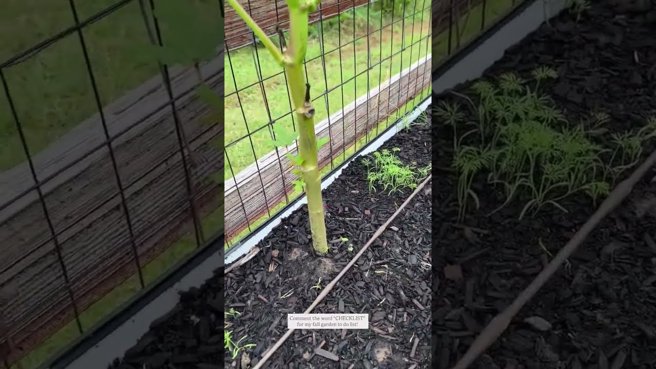 Fall Garden To-Do List  | Essential Checklist For August | September Gardening