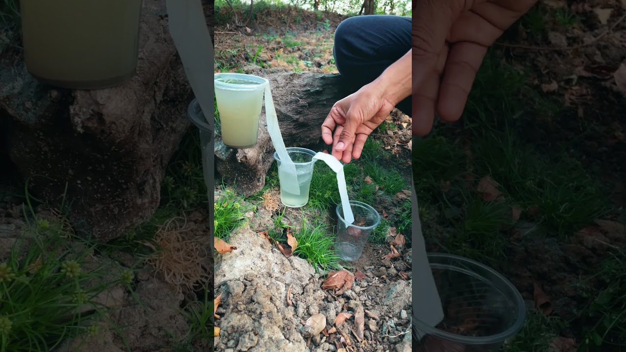✅Wild Survival Skills: Filter Muddy Water 🌿💧 #camping #bushcraft #outdoors
